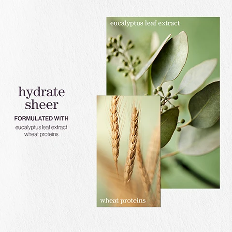 Image 1 - Image shows two overlapping images of eucalyptus leaves and wheat stalks with text that reads hydrate sheer formulated with eucalyptus leaf extract wheat proteins.
Image 2 - Image showing three features of a hair care product: vegan formulas that are sulfate-free for a gentle cleanse, recycled bottles made from post-consumer recycled materials, and up to 300+ washes in one bottle, stating that all formulas are highly concentrated meaning less water needed.
Image 3 - Image depicts a design for a shampoo product featuring three botanical images: lavender flowers, a bergamot fruit, and patchouli leaves, with text stating hydrate sheer shampoo and a tagline reading a citrus summer breeze with notes of lavender, bergamot, patchouli.
Image 4 - Image shows three product images for a sheer conditioner, with the text hydrate sheer conditioner prominently displayed, followed by AFTER THE RAIN WITH NOTES OF and the words moss, rose, and mint on separate backgrounds.